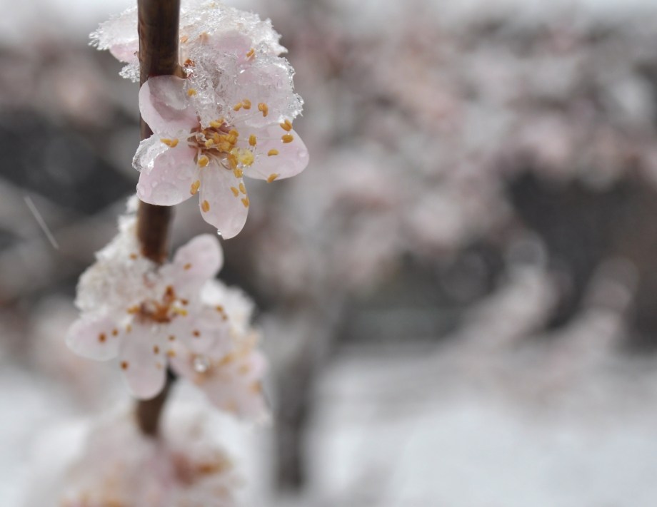flowers-in-the-snow